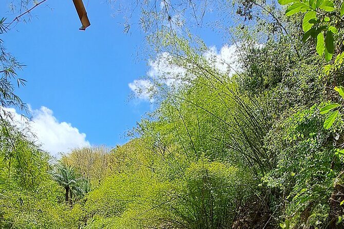 2 Hours Trekking Waterfall Tour in Tobago - From Buccoo Beach to the trail: timing, pickup, and getting there
