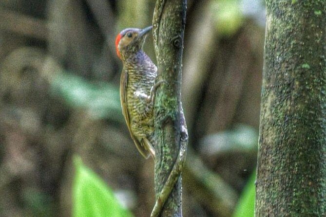 Bird Watching Tours - Key highlights you’ll feel right away
