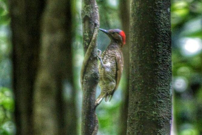 Bird Watching Tours - Meet Michael the Birdman and see how birding gets practical