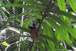 Bird Watching Tours - Main Ridge bird spotting: why the right habitat changes everything
