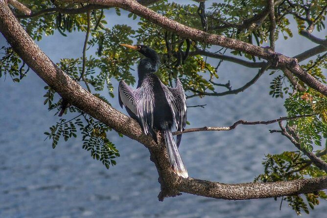 Bird Watching Tours - Rainforest trail and waterfall views: the tour isn’t only about birds