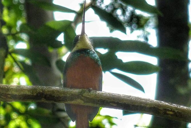 Bird Watching Tours - Pickup, clean car energy, and using your mobile ticket