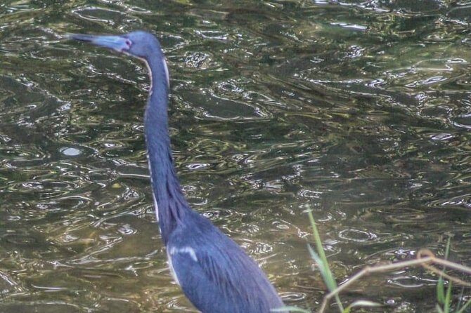 Bird Watching Tours - Pricing in context: is $90 worth it?