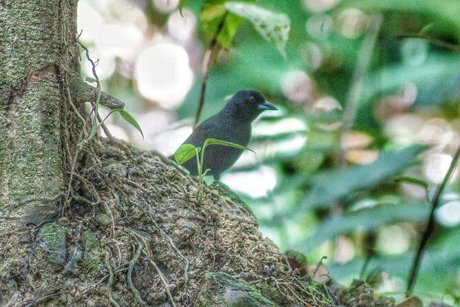 Bird Watching Tours - Who this bird-watching tour suits best
