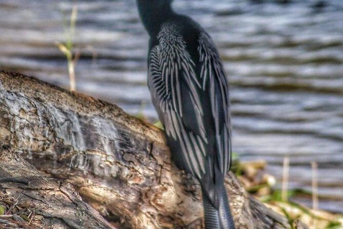 Bird Watching Tours - The one drawback to plan around (and how to make it work)