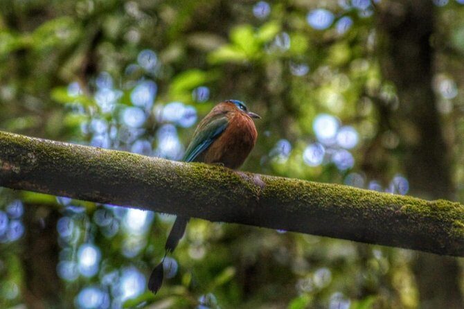 Birdwatching, Waterfall, Rainforest and Island Nature Tours - Key things to know before you go