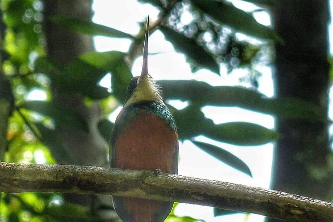 Birdwatching, Waterfall, Rainforest and Island Nature Tours - Getting there: pickup, air-con, and why the start matters