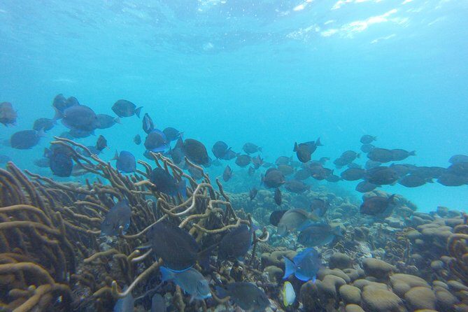 Buccoo Reef and Nylon Pool Adventure - Price and Value: Is $189 a Good Deal for 3 Hours?