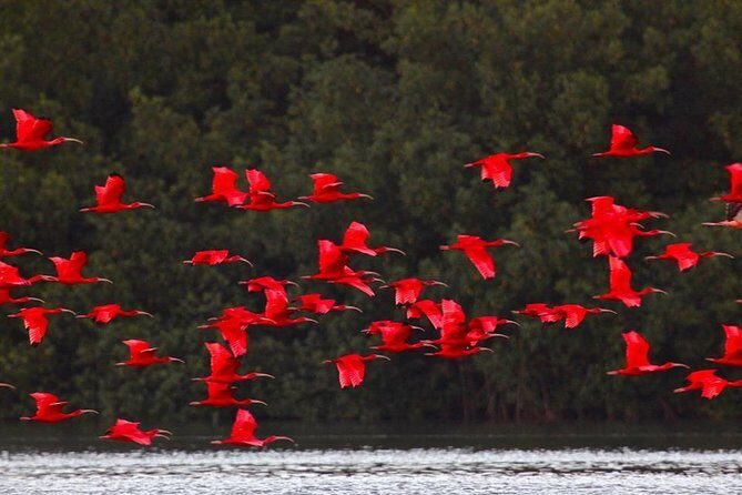 Caroni Bird Sanctuary Tour - Key things to know before you go