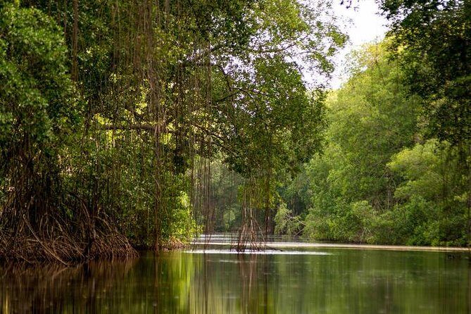 Caroni Bird Sanctuary Tour - Caroni Swamp at Golden Hour: what you’re really seeing
