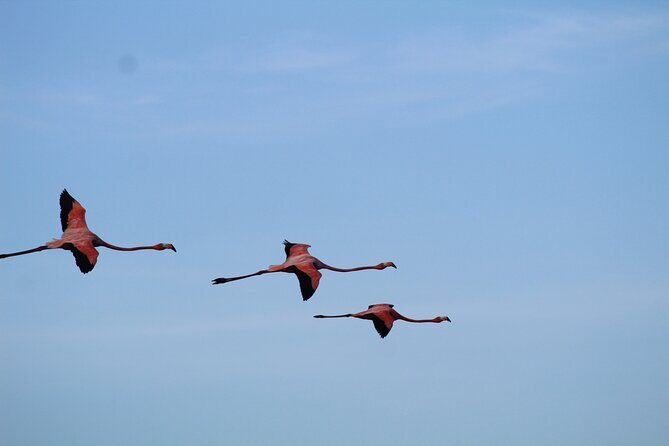 Caroni Bird Sanctuary Tour - Flat-bottom boat through mangroves: how the wildlife spotting works