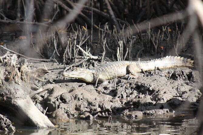 Caroni Bird Sanctuary Tour - Who this tour suits best (and who should be cautious)