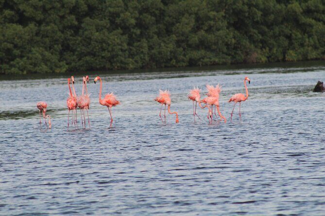 Caroni Bird Sanctuary Tour - Should you book the Caroni Bird Sanctuary tour?