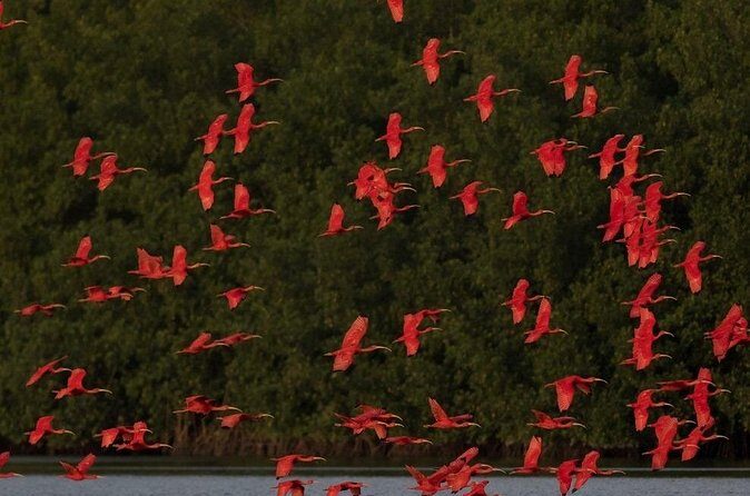 Caroni Swamp wildlife Tour - Scarlet ibis spotting: what you’re aiming for