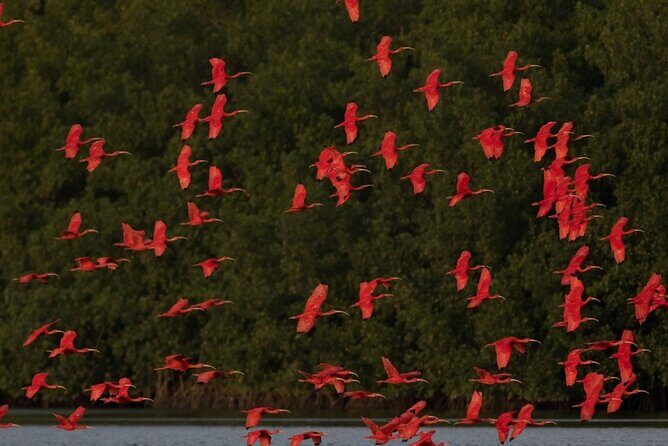 Caroni Swamp wildlife Tour - Guides, wildlife scanning, and why the experience feels smooth