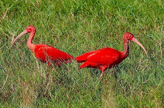 Caroni Swamp wildlife Tour - Weather realities: rain tarps and planning with flexibility