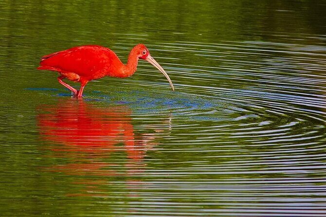 Caroni Swamp wildlife Tour - Caroni Bird Sanctuary: where the boat navigation meets birdlife