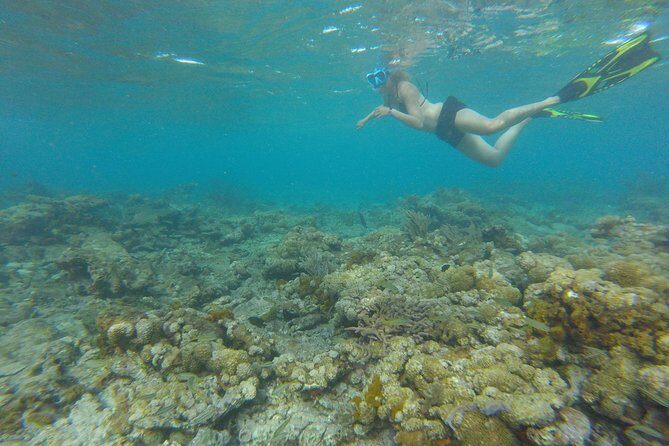 Coastline Snorkel and BBQ - Snorkeling gear included: plan to make the most of your time in the water