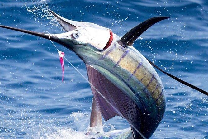 Deep Sea Fishing (Street Food and Beer Included) - Key highlights to know before you go