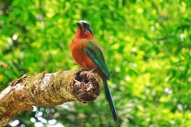 Full Day Group Tour in Tobago Atlantic Coast - Speyside Lookout: Turquoise Seas and Spray-Covered Islets