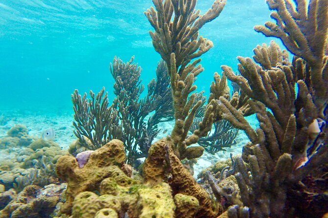 Glass Bottom Nylon Pool Tour in Buccoo Reef - From Buccoo Bay to Buccoo Reef: the ride that sets expectations