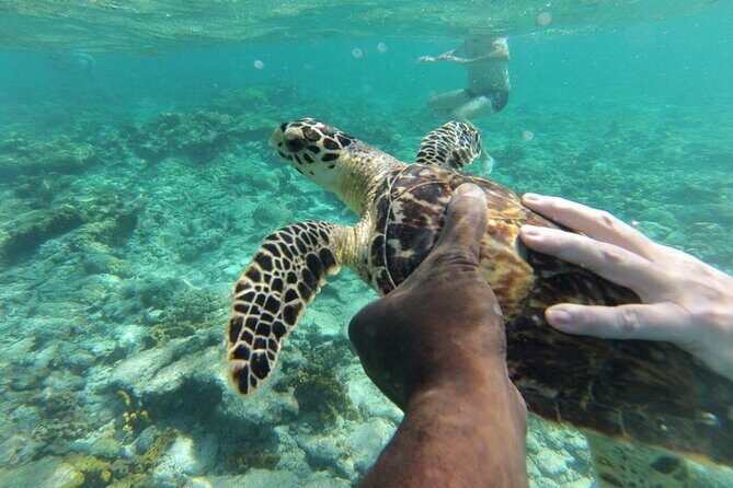 Glass Bottom Nylon Pool Tour in Buccoo Reef - Timing, sea conditions, and what to pack for comfort