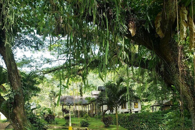 Guided Day Tour at Lopinot Plantation Estate - Getting picked up in Port of Spain, plus the one possible extra taxi cost