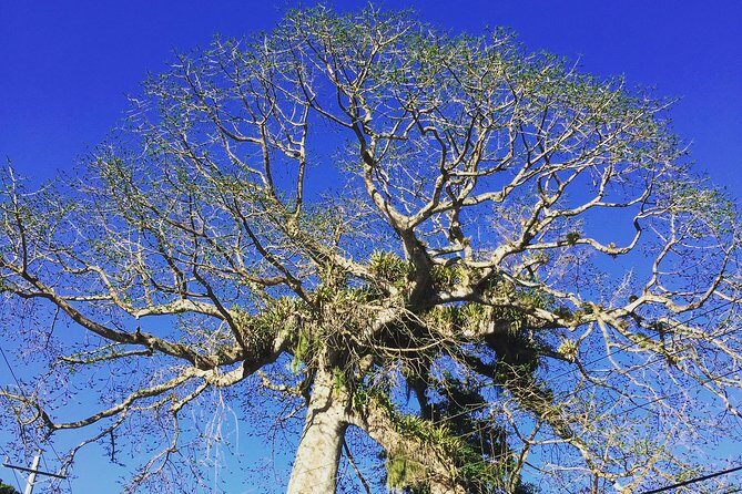 Individuelle Regenwald Tour - Key highlights you’ll feel on the day