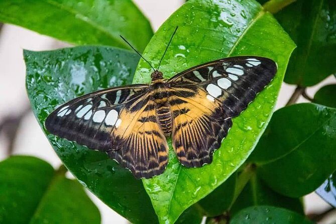 Individuelle Regenwald Tour - What to pack for a 6-hour rainforest and bird day