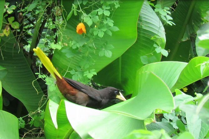 Individuelle Regenwald Tour - Booking notes that can matter on Tobago days
