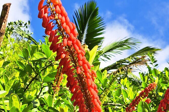 Island Tour (Food and Drinks include) - Price and Value: Is $240 Fair for 3.5 Hours?