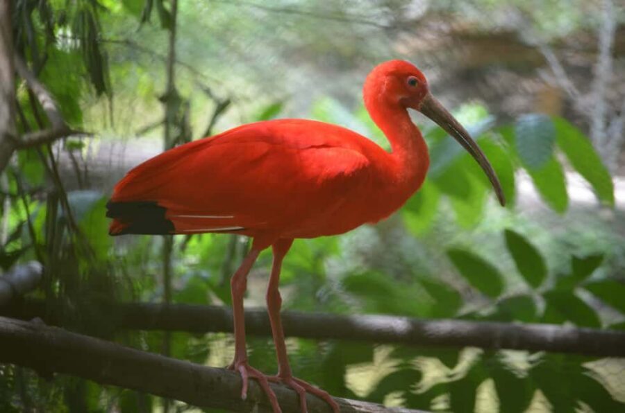 Port of Spain: Caroni Bird Sanctuary by Boat - Key Things I’d Focus On Before You Go