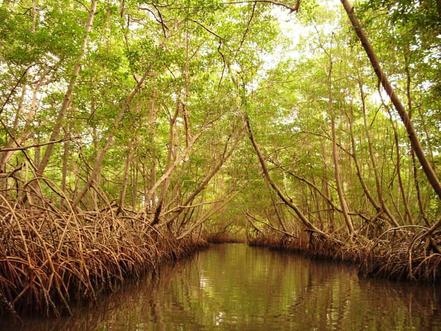 Port of Spain: Caroni Bird Sanctuary by Boat - Hotel Pickup to the Western Coast: Your 4-Hour Caroni Run
