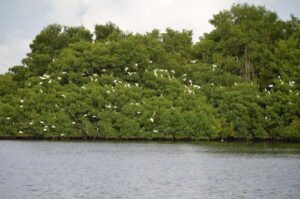 Port of Spain: Caroni Bird Sanctuary by Boat - From Mangrove Thicket to Sparkling Lagoon