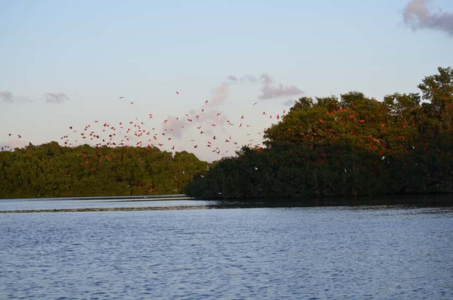 Port of Spain: Caroni Bird Sanctuary by Boat - The Boat Portion: How Bird Watching Works Here