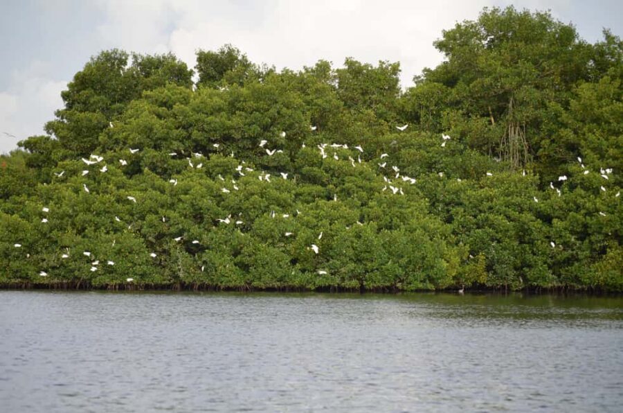 Port of Spain: Caroni Bird Sanctuary by Boat - From Mangrove Thicket to Sparkling Lagoon
