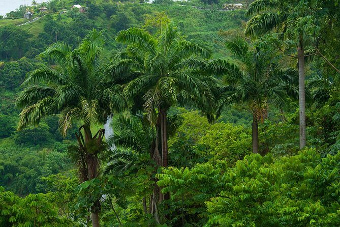 Rainforest Tour - Key things to know before you go