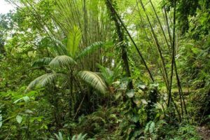 Rainforest Tour - Pickup, timing, and the small-group advantage
