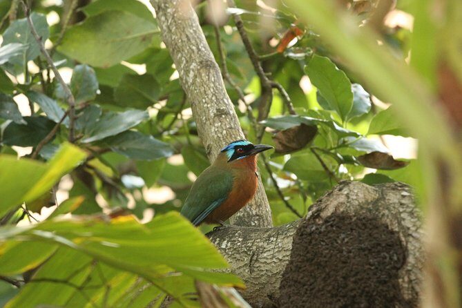 Rainforest Tour - Tobago Main Ridge Forest Reserve hike: birds, moss, and surprising critters