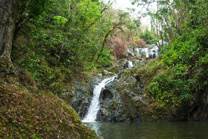 Rainforest Tour - The guide’s role: history, ecosystem clues, and why the walk stays peaceful