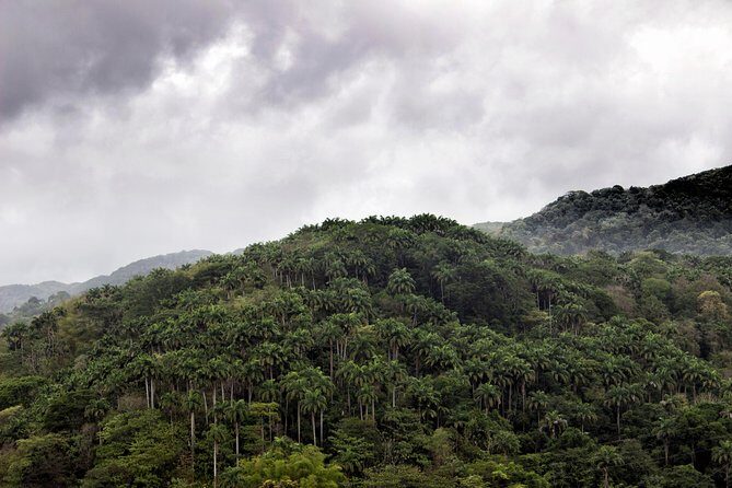 Rainforest Tour - Price and value: where the $140 goes