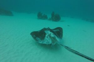 Snorkeling Tour (with Light Refreshments) - The Caribbean coastline speedboat ride: where spotting starts
