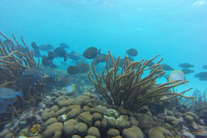 Snorkeling Tour (with Light Refreshments) - Who this Tobago snorkeling tour suits best