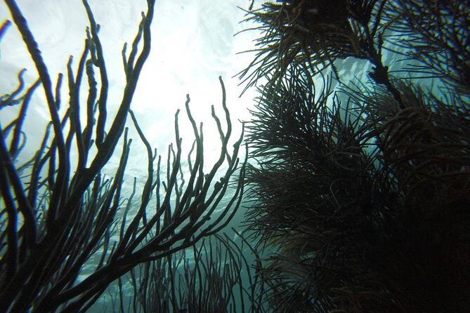 Snorkeling Tour (with Light Refreshments) - Quick practical FAQ before you book