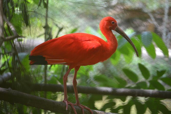 Sunset Boat Tour into Caroni Wetlands - Key points to know before you go