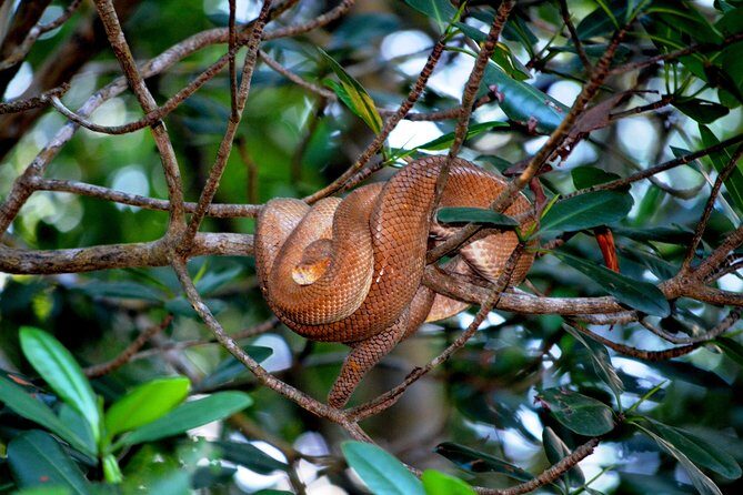 Sunset Boat Tour into Caroni Wetlands - Wildlife you can realistically hope for (and how to set expectations)