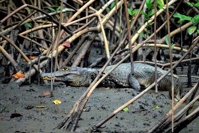 Sunset Boat Tour into Caroni Wetlands - Price and value: does $67 make sense for this half-day?