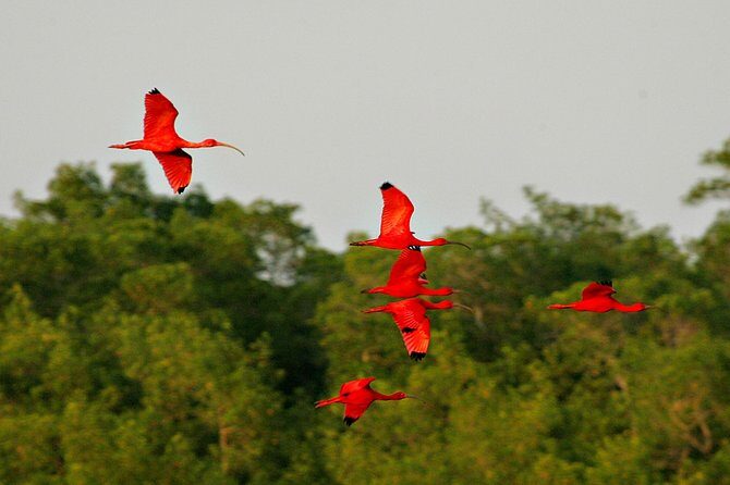Sunset Boat Tour into Caroni Wetlands - Who this tour fits best (and who should look elsewhere)