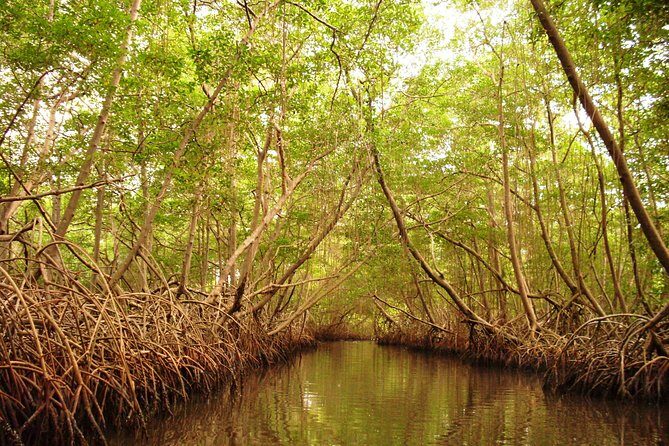 Sunset Boat Tour into Caroni Wetlands - Caroni Lagoon National Park: what you’ll see on the water
