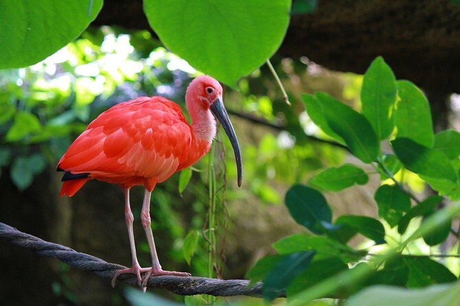The Scarlet Ibis - Caroni Swamp Tour - Scarlet Ibis in Trinidad: The Moment You Came For